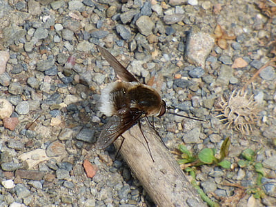 Bombus, mục tiêu giả, bumblebee, calopteryx haemorrhoidalis