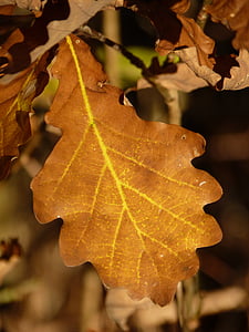 hoja, marrón, soleado, otoño, roble, amarillo, hojas