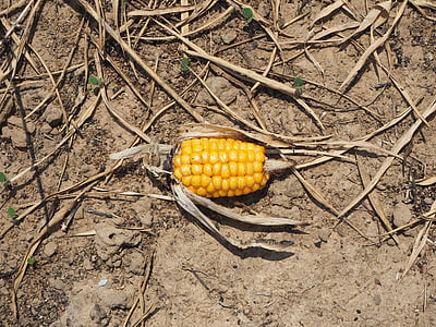 kukuřice, vyprahlé, půda, suché, na zem, prach, Rift