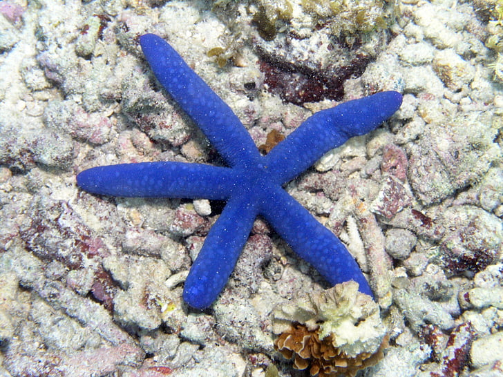 starfish, ocean, floor, sea, sea star, seascape, water