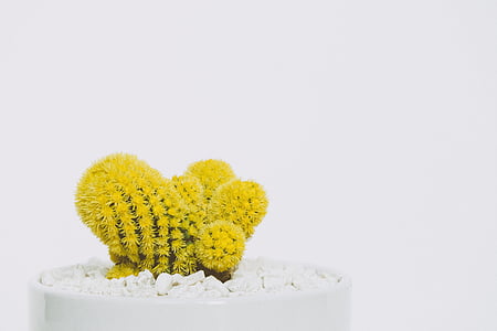 green, cactus, photography, yellow, white background, flower, studio shot
