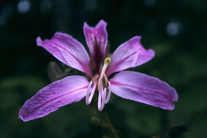 květ, wildflower, fialová, květinové, závod, přírodní, květ