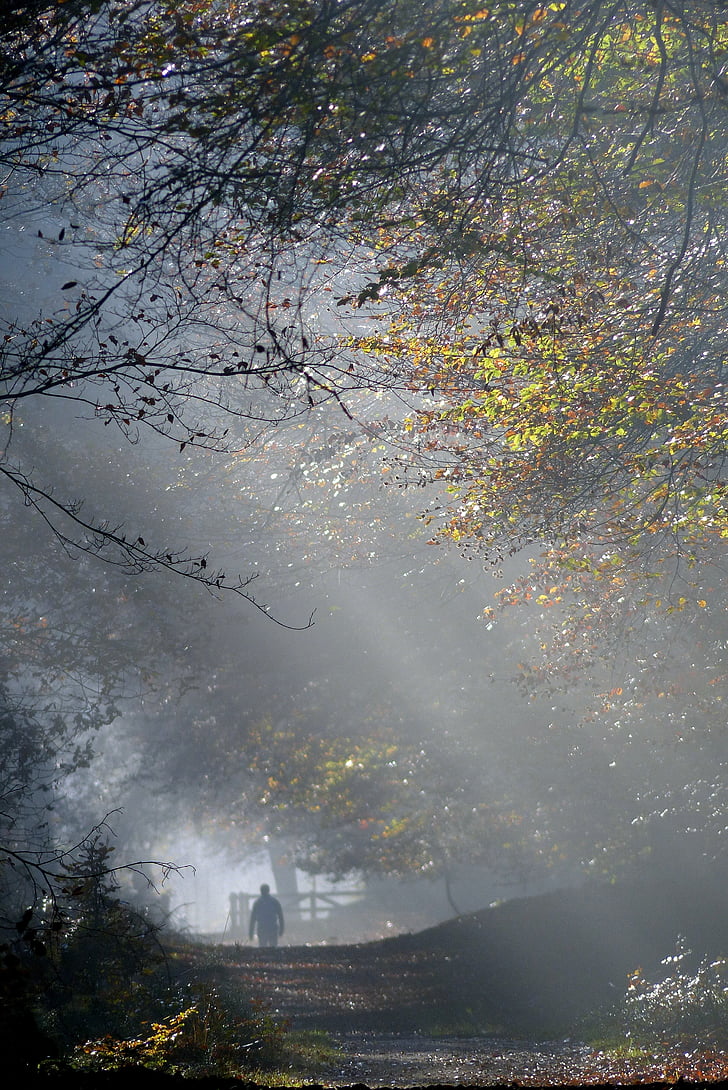 το φθινόπωρο, ομίχλη, Veluwe, ράφια ζακέτα