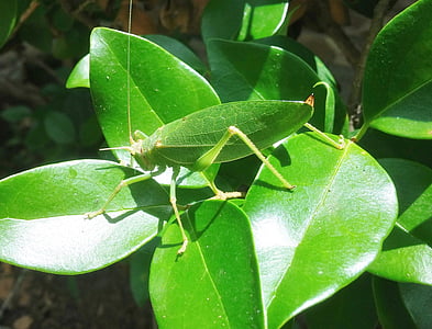 ακρίδα, katydid, καμουφλάζ, φύλλα, πράσινο, έντομο, εντομολογία