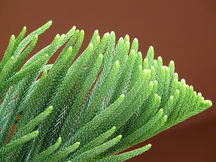 fióktelep, tűk, jellegzetes, Araucaria heterophylla, Norfolk pine, araukária, Araucaria család