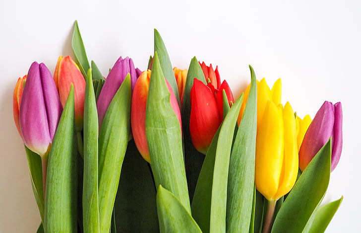 zelená, list, barevné, květiny, Tulipán, Příroda, rostliny