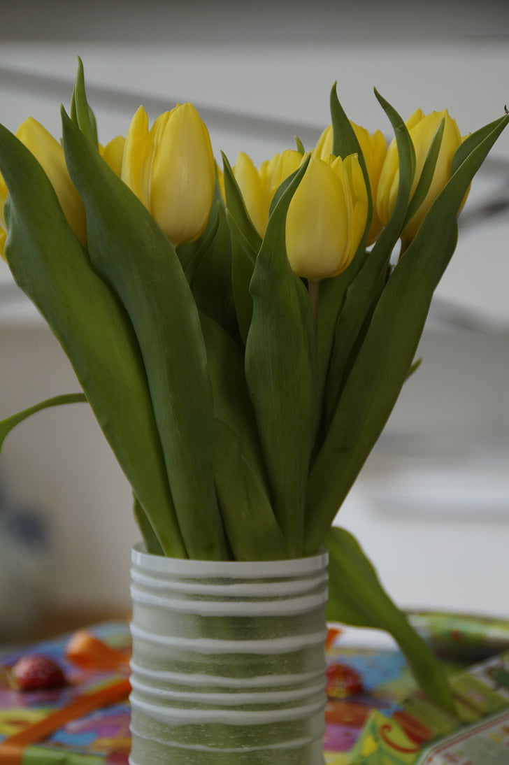 tulipány, Kytica tulipán, Kytica, jar, jarné kvety, Strauss, rastlín