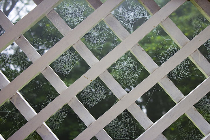 cobweb, spider, morning dew, balcony, pattern, spiderweb, architecture