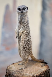 meerkat, 세로, 에 직면, 야생 동물, 포유 동물, 아프리카, 작은