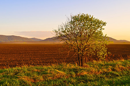 Природа, краєвид, дорога, дерева, дерево, поле, Сутінки