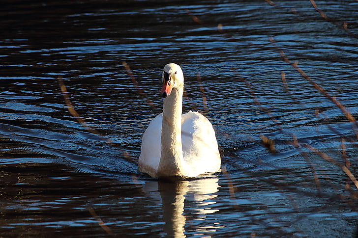 swan, water, water bird, bird, swans, animal, white
