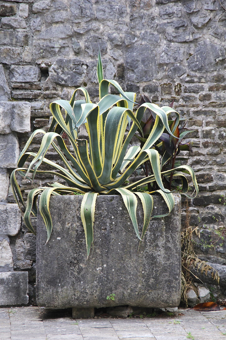 plant, wall, wallflower