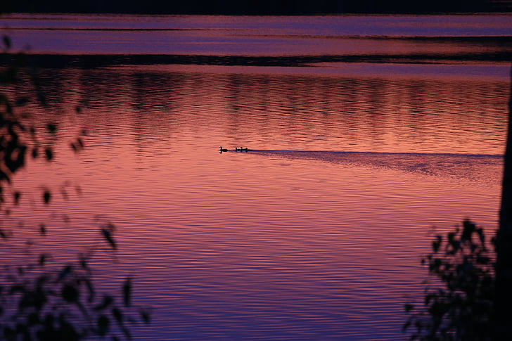 Lago, puesta de sol, patos, paisaje, columbia británica, paisaje, calma