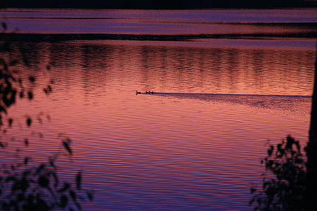 Lake, zonsondergang, eenden, landschap, Brits-columbia, landschap, rust