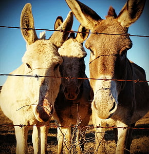 donkey, friends, amigos, cute, farm, animal, fun