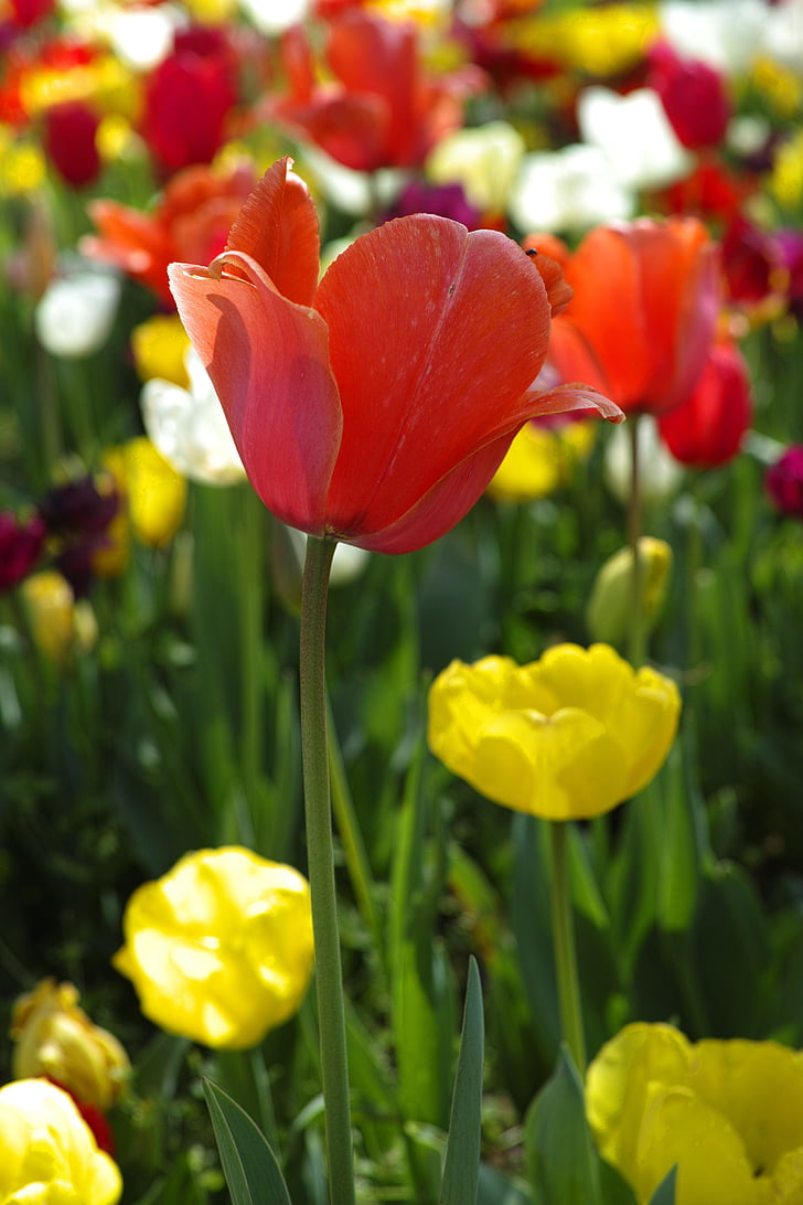 cvet, tulipani, čudovito, cvetje, narave, rastlin, makro