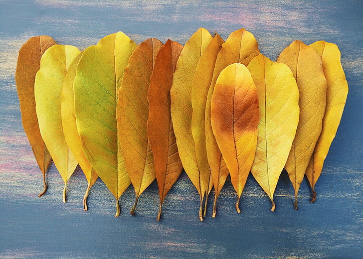 fallen, Herbst, Blatt, gelb, Saison, Oktober, November