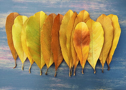 jesen, jesen, list, žuta, Sezona, Travanj, Studeni