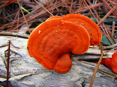pycnoporus cinnabarinus, киноварь Трутовик, оранжевый, полка, Гриб, за пределами, Природа