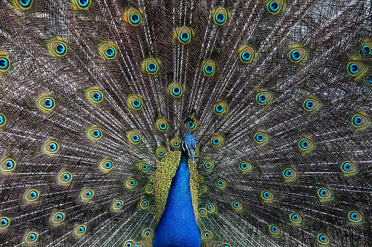 Peacock, lintu, höyhenet, höyhenpeite, eläinten, värikäs, Plume