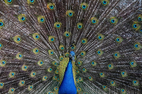 peacock, bird, feathers, plumage, animal, colorful, plume