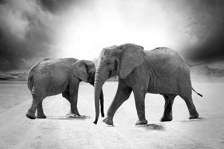 elephant, ivory, animals, africa, predator, safari, zoo