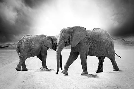 ช้าง, งาช้าง, สัตว์, แอฟริกา, นักล่า, ซาฟารี, สวนสัตว์