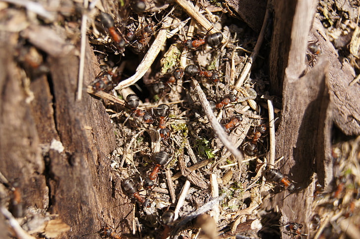 skruzdėlės, medienos skruzdė, Gamta, vabzdžių