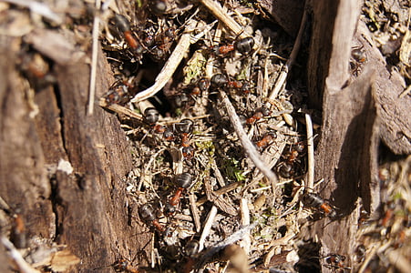 mravenci, dřevo mravenec, Příroda, hmyz