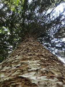 arbre, Direction générale de la, les feuilles, arbre sec, nature, Sri lanka, Peradeniya