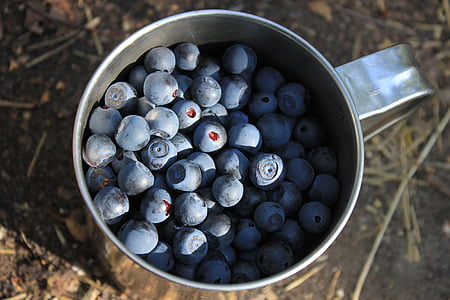 Blueberry, jagoda, kubek, kubek z jagodami, Latem, jedzenie, deser