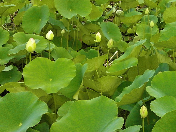 Lotus, daun Lotus, Bud, Tumbuhan akuatik, Kolam, alam, daun