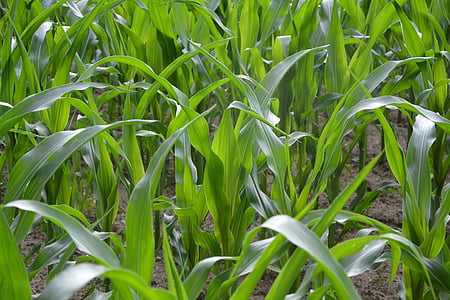 corn fields, green, nature, culture, leaves, cereals, plant