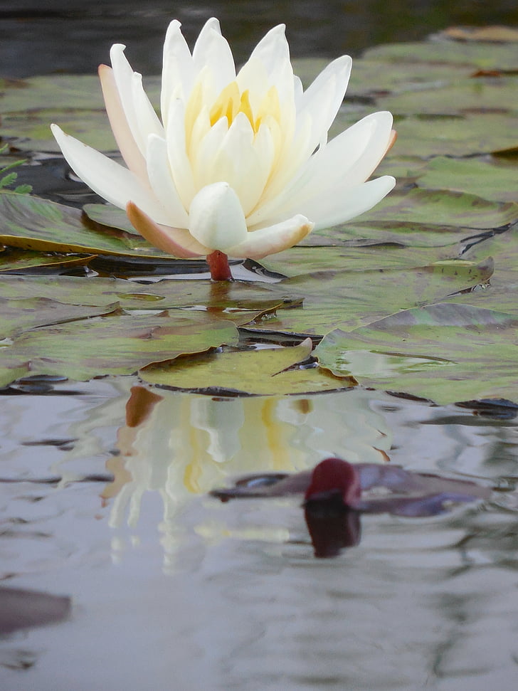 water lily, plant, water, lily, pond, nature, green