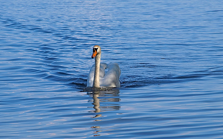 Swan, svømme, vann, blå, regndråpe, Lake, elegante