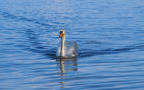 Swan, plávať, vody, modrá, dažďová kvapka, jazero, elegantné