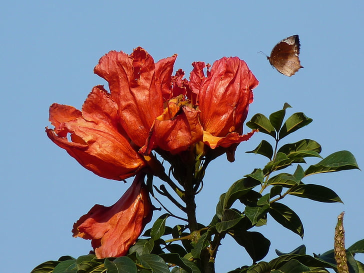 tulip tree, african tulpenbaum, butterfly, animal, insect