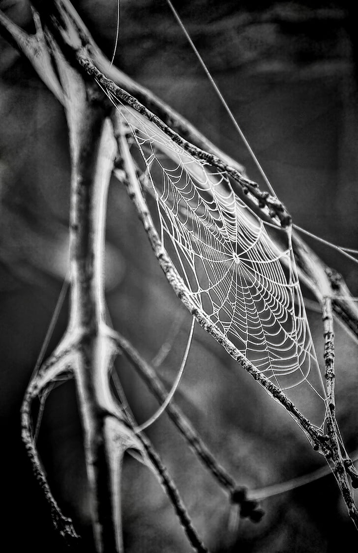 hitam-putih, Cobweb, makro, sarang laba-laba, jaring laba-laba, hitam dan putih