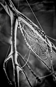 黑白, 蜘蛛网, 宏观, 蜘蛛网, 蜘蛛网, 黑色和白色
