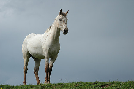cavall, natura, cavall blanc, animal, Hípica, pre