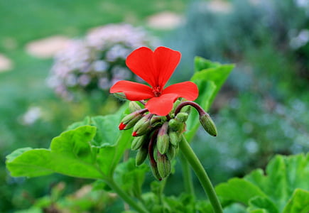 Geranio, flor, floración, rojo, brillante, follaje verde, tallo