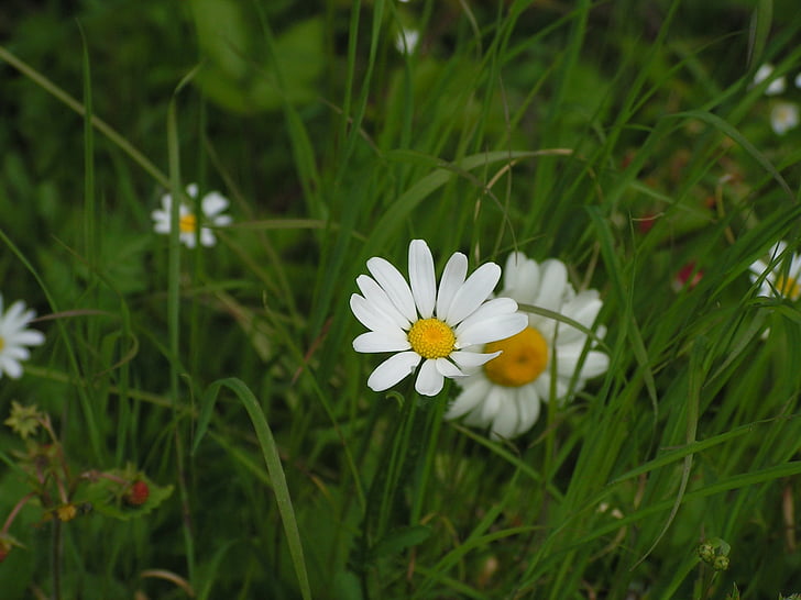 flower, marguerite, field