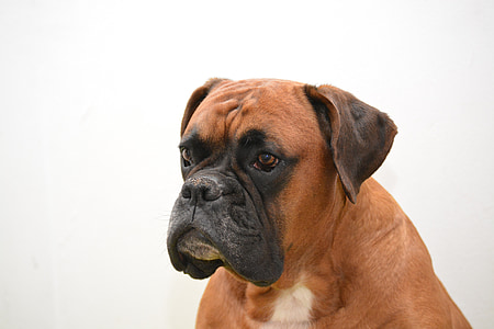 Boxer, câine, animal de casă, animale, portret