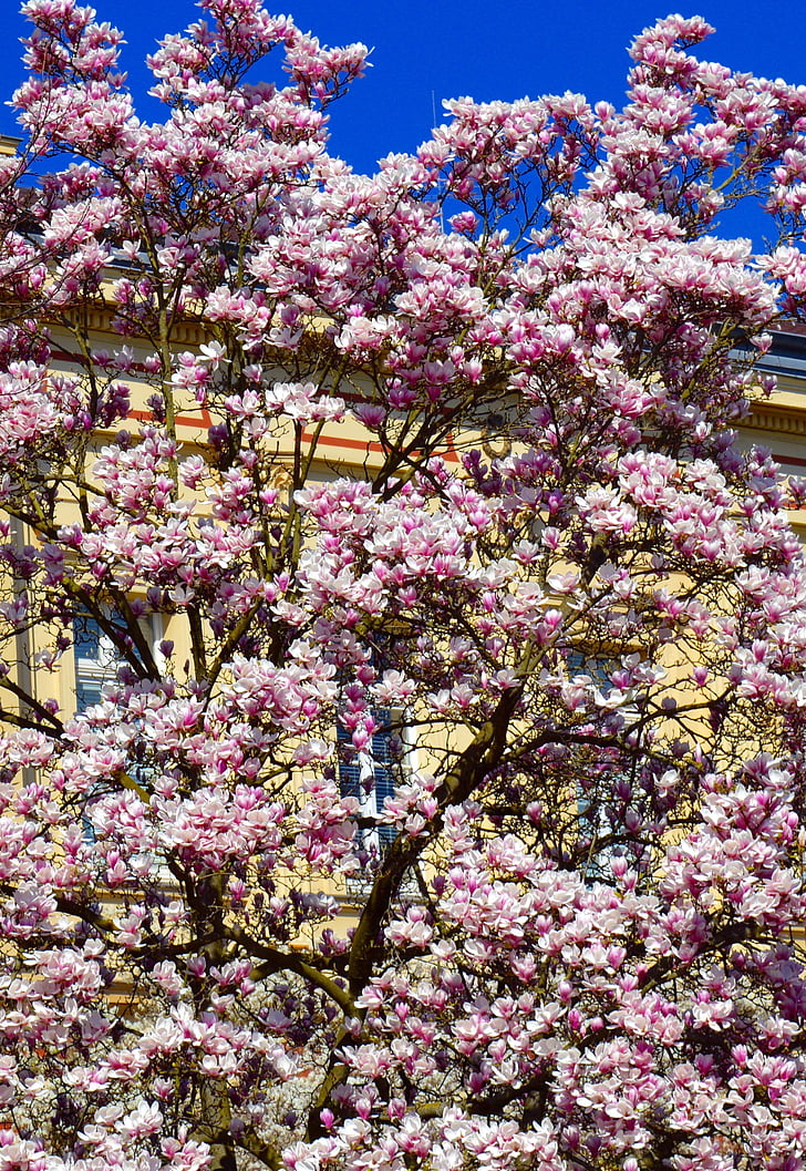 magnolia, magnolia tree, spring, pink, plant, blossom, bloom