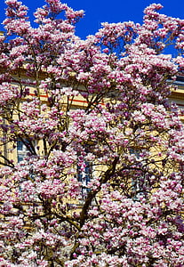 Magnolia, Magnólia strom, jar, ružová, rastlín, kvet, kvet