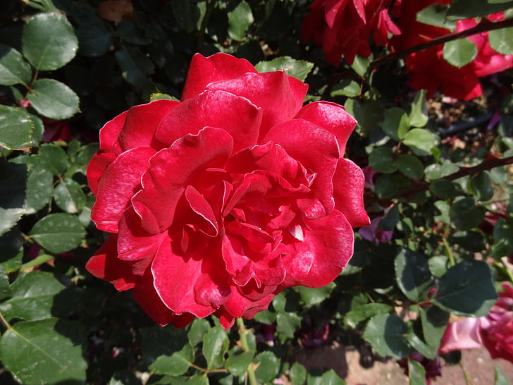 flowers, red, plant, flower, nature, beautiful flowers, beautiful flower