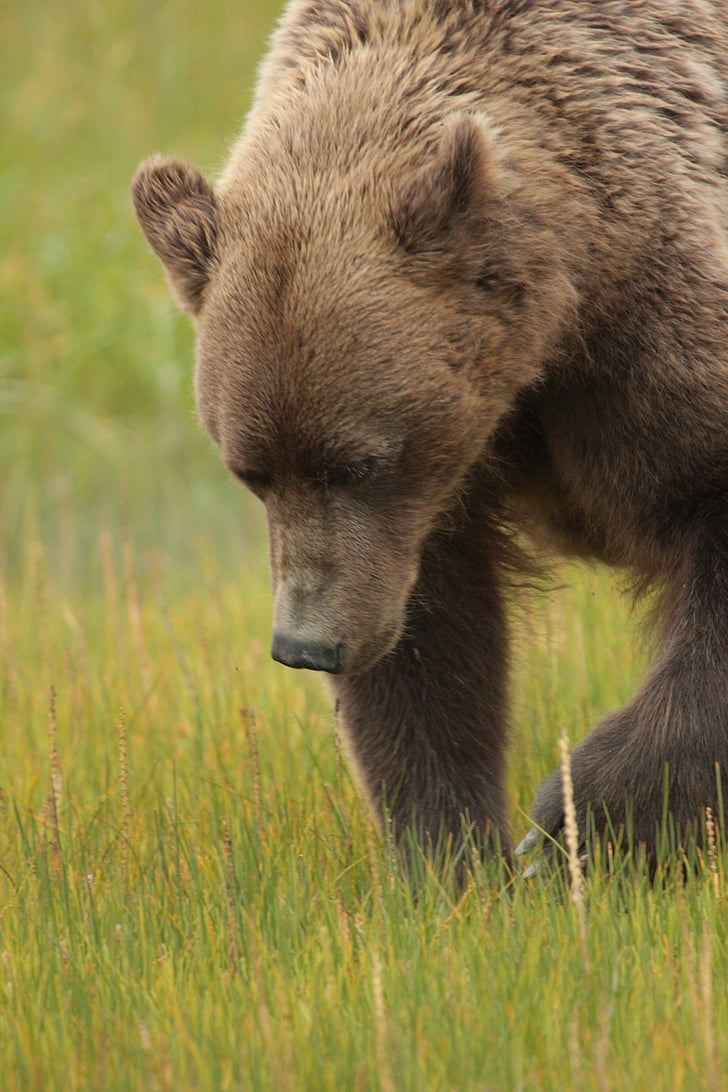 oso pardo costero, flora y fauna, naturaleza, salvaje, Alaska, Ursus, caminando