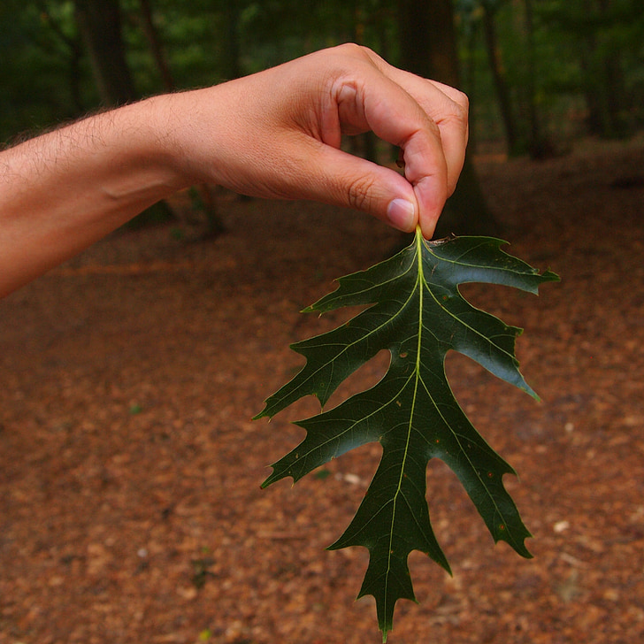 лист, ръка, Грийн, гора, мъж, природата, пръстите