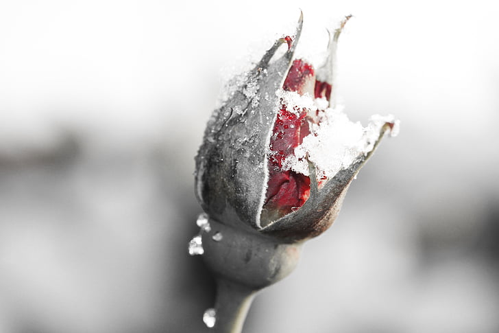zimowe, śnieg, Żel, różowy, czerwony, Rose bud, życie