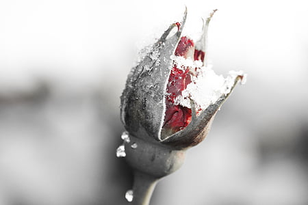 冬天, 雪, 凝胶, 粉色, 红色, 玫瑰花蕾, 生活